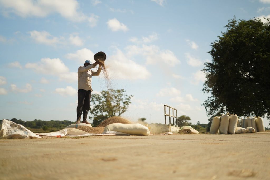 A farmer threshes rice in an open field in Panama, Sri Lanka, under a clear sky.